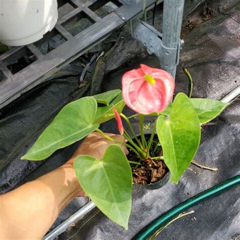 觀葉植物 開花